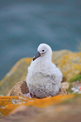 Small albatross in nest. Cute baby of Black-browed albatross, Thalassarche melanophris, sitting on clay nest on the Falkland Islands. Wildlife scene in the nature. Cute wild bird. Nesting behaviour.