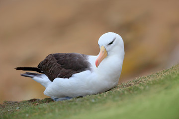 Black-browed albratross. Albatross sitting on the cliff. Albatross with green grass. Albatross from Falkland Island. Sea bird albatross in the nature habitat. Beautiful sea bird