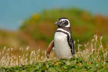 Penguin in grass, funny image in nature. Falkland Islands. Magellan penguin in the nature habitat. Summer day in the nature, green grass with bird.