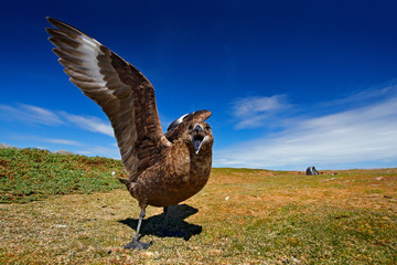 Angry bird, open bill and wings. Bird from Norway. Brown skua, Catharacta antarctica, water bird sitting in the autumn grass, evening light. Detail portrait of sea bird. Wildlife scene from nature.