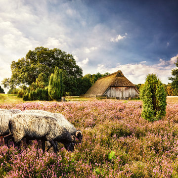 L&uuml;neburg Heath in August, Germany