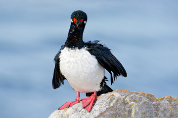 Rock Shag with red bill. Sea bird sitting on the stone. Cormorant with blue sea in the background. Sea bird from Falkland Islands. Rock Shag, Phalacrocorax magellanicus, Black and white cormorant.