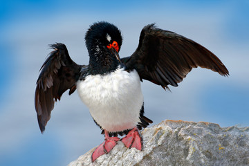 Rock Shag, Phalacrocorax magellanicus, black and white cormorant with red bill siting on the stone, Falkland Islands. Wildlife scene from nature. Vird cleaning plumage, open black wing, red eyes.