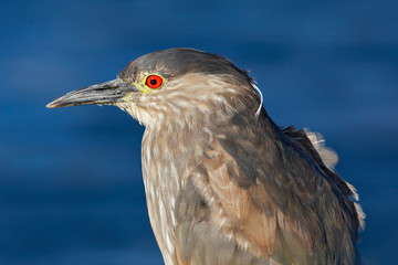 Sea bird. Heron sitting on the rock cost. Heron sitting on the stone. Night heron, Nycticorax nycticorax, grey water bird sitting in the stone coast, blue sea with in the background. Detail portrait.