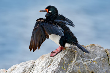 Black and white cormorant Rock Shag with red bill. Sea bird sitting on the stone. Cormorant with blue sea in the background. Sea bird from Falkland Islands. Rock Shag, Phalacrocorax magellanicus.