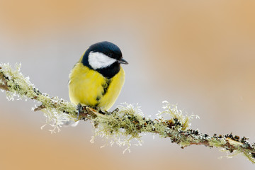 Garden bird Great Tit, Parus major, black and yellow songbird sitting on the nice lichen tree...