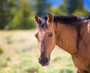 Obraz premium Pryon Mountain Mustangs