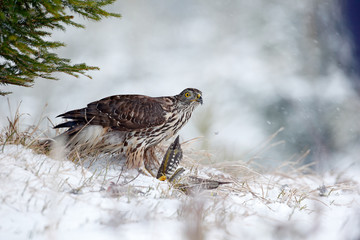 Winter forest with Goshawk. Wildlife scene from Germany nature. Bird of prey Goshawk kill bird and sitting on the snow meadow with open wings, blurred snowy forest in background.