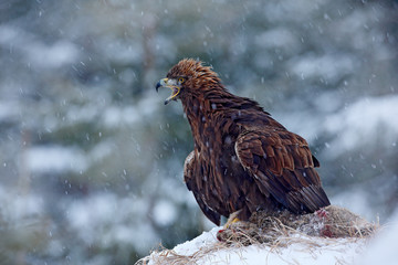 Fototapeta premium Golden Eagle in snow with kill hare, snow in the forest during winter. Eagle with catch. Wildlife weeding scene from nature. Cold winter in Europe. Snowy forest with bird. Angry bird with food.