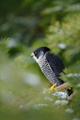 Peregrine Falcon with fly snow sitting on the tree with dark green forest in background. Bird of prey in green forest habitat. Falcon in green vegetation.