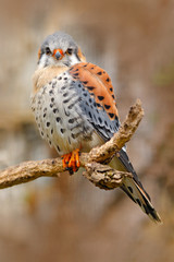 American kestrel Falco sparverius, sitting on the tree stump, little bird of prey sitting on the tree trunk, Mexico. Birds in the nature habitat. Wildlife scene from nature.