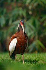 Madagascar crested  ibis, Lophotibis cristata, white-winged ibis exotic bird in nature habitat, bird beautiful evening sun light, during sunset, Madagascar. Rare bird in the dark green grass in Africa