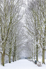 Tree lined avenue after snowfall in Hampstead Heath, London