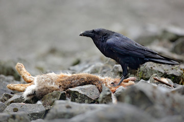 Raven with dead red fox, sitting on the stone. Bird behaviour in nature. Rocky habitat with black raven. Bloody meal in the bill. Wildlife feeding scene in forest. Black bird, rocky habitat.