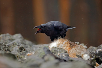 Black bird raven with dead red fox, sitting on the stone. Bird behaviour in nature. Rocky habitat...