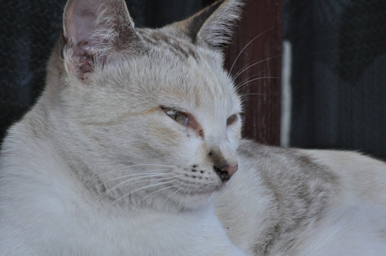white kitty