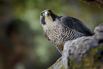 Peregrine Falcon sitting in rock. Rare bird in nature habitat. Falcon in the Czech mountain Ceske...
