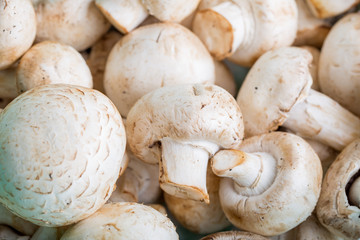 mushrooms close up