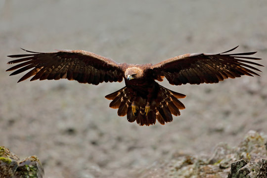 Flying eagle. Bird behaviour in rocky mountain. Hunter with catch. Golden eagle in grey stone habitat. Golden Eagle, Aquila chrysaetos, fly. Wildlife scene from nature, big wings.