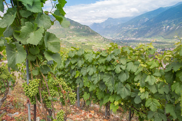 Valais wine region in Switzerland on a summer day
