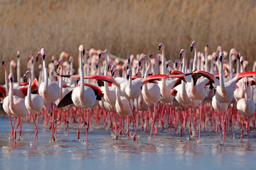 Flock of  Greater Flamingo, Phoenicopterus ruber, Nice pink big bird, dancing in the water, animal in the nature habitat, Camargue, France. Wildlife scene from nature. Flock of flamingos, spring. - obrazy, fototapety, plakaty
