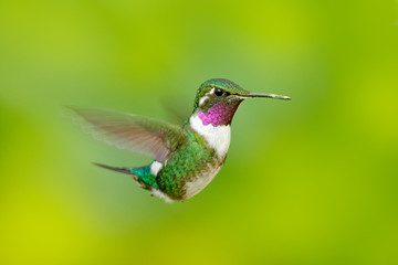 Fototapeta na wymiar White-bellied Woodstar, hummingbird with clear green background. Bird from Tandayapa. Hummingbird from Ecuador. Hummingbird in nature habitat. Flying hummingbird in tropic forest. Tinny hummingbird.