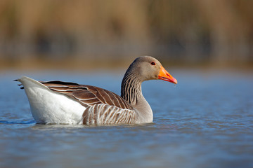 Duck in the water. Greylag Goose, Anser anser, floating on the water surface. Bird in the water. Water bird on the lake. Hungary. Goose in river, summer image. Wildlife scene from nature.