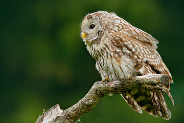 Owl in nature. Ural Owl, Strix uralensis, sitting on tree branch, at green leaves oak forest, Norway. Wildlife scene from nature. Habitat with wild bird.