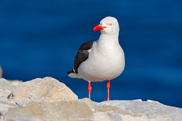 Dolphin gull, Larus scoresbii. Gull in the water.Sand white beach bird, sitting on the stick, with clear blue background, Falkland Island. Bird with red bill a red leg. Dark blue sea in the background