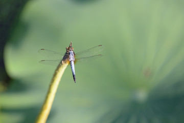 close up a Dragonfly on lotus branch
