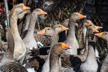 Domestic geese on traditional farm