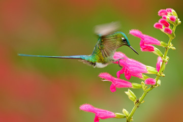 Hummingbird Long-tailed Sylph eating nectar from beautiful pink flower in Ecuador. Bird sucking...