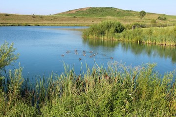 The ducks in the lake of the park.
