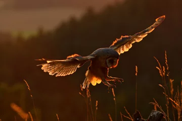 Foto op Plexiglas Uil Avondlicht met landende uil. Kerkuil die & 39 s avonds met gespreide vleugels op boomstronk vliegt. Wildlife scène uit de natuur. Vogel op boomstam Uil in vlieg. Wild Europa.