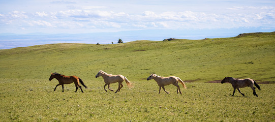 Pryon Mountain Mustangs
