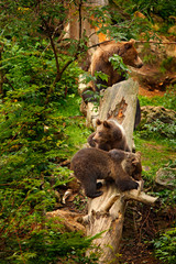 Two young brown bear lost in the forest. Portrait of brown bear, sitting on the green tree, animal in the nature habitat, Germany. Wildlife scene from Europe. Cub of brown bear without mother.