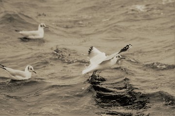 mouettes