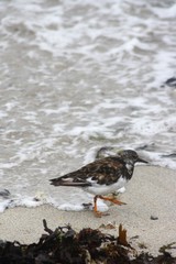 oiseau