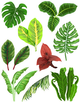 Colorful set of tropical leaves
