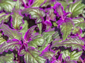 gynura plant detail