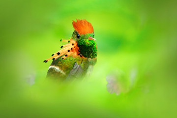 Most beautiful bird in the world. Tufted Coquette, Lophornis ornatus, colourful hummingbird with orange crest and collar in the green and violet flower habitat, Trinidad, Caribbean. Cute bird in green