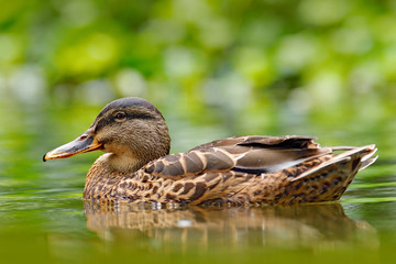 Female of Water bird Mallard, Anas platyrhynchos, with reflection in the water. Bird in the river. Animal in the river habitat. Green water vegetation. Close-up portrait of Mallard, lake surface.