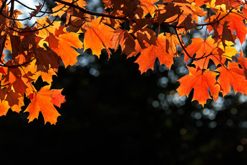 Close-up red maple leaves with side lighting through on dark  background and bokeh lense effect