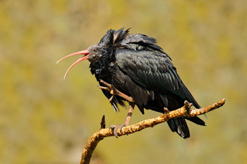 Bald Ibis Geronticus eremita, exotic bird in the nature habitat, bird, evening sun light, during sunset, Marocco. Rare bird in the dark rocky stone habitat. Northern Ibis sitting on branch. Open bill.