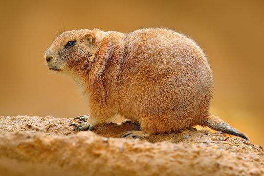 Black-tailed prairie dog, Cynomys ludovicianus, cute animal from rodent of family Sciuridae found in Great Plains, North America. Prairie dog sitting, sad habitat. Funny image from nature, wildlife.