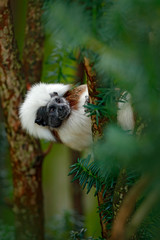 Naklejka premium Cotton-top tamarin, Rio Cauca, Colombia. Small mokley hidden, green tropic forest. Animal from jungle in South America. Wildlife scene with monkey, green leaves. Portrait of tamarin, Saguinus oedipus