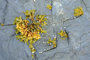 Bladderwrack (Fucus vesiculosus) algal seaweed on the shore of North West Scotland at low tide. Widely recogniosed as medicinal plant containing a high iodine level.