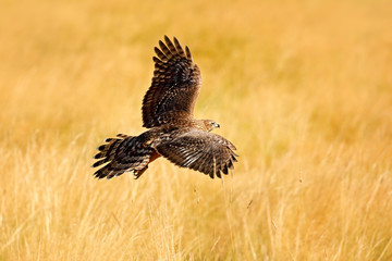 Wildlife scene from nature. Animal in the wood. Flying bird of prey Goshawk, Accipiter gentilis, with yellow summer meadow in the background, bird in the nature habitat, action scene, German.