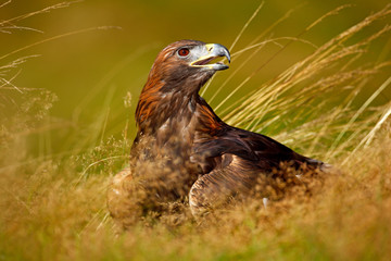 Portrait of Golden Eagle, sitting in the brown grass. Wildlife scene from nature. Summer day in the meadow. Eagle with open bill. Brow big bird hidden in the grass. Bird from Norway.