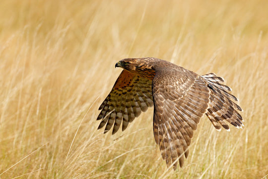 Flying bird of prey Goshawk, Accipiter gentilis, with yellow summer meadow in the background, bird in the nature habitat, action scene, German. Wildlife scene from nature. Animal in the wood.